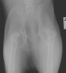 What is hip dysplasia? When does my pup need surgery?