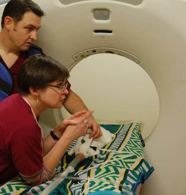 CT scan on a rabbit