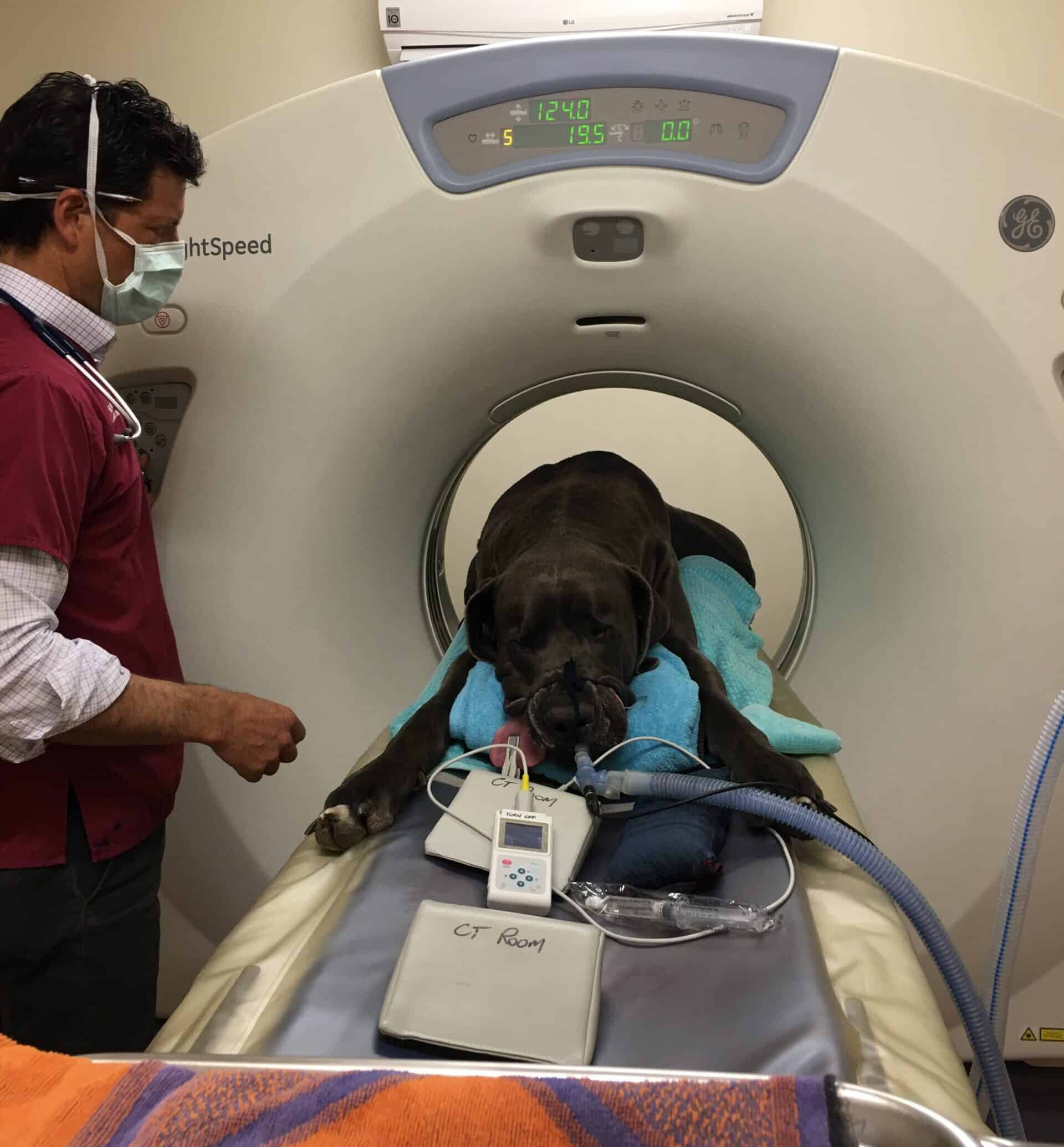 Chris performing CT scan on large dog