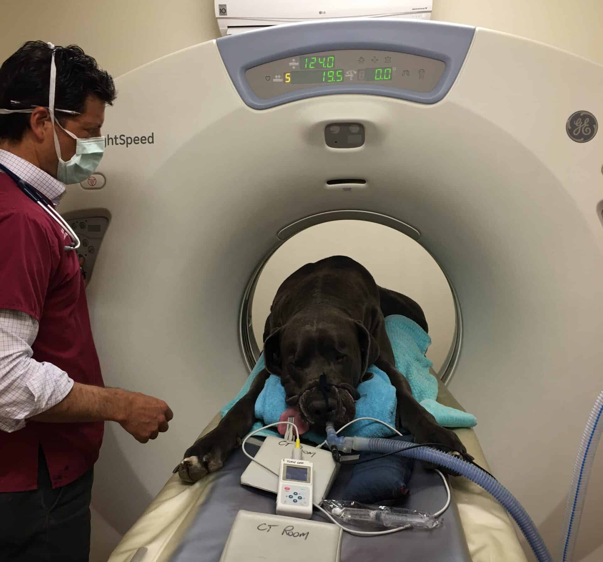 Chris performing CT scan on large dog