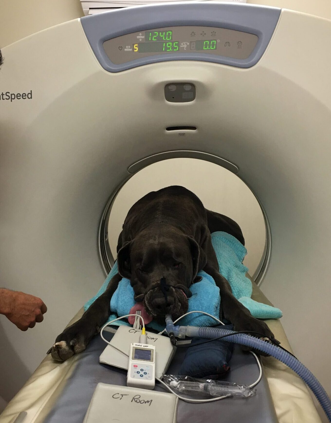 Chris performing CT scan on large dog