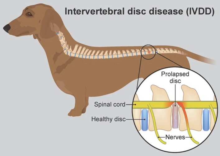 IVDD Schematic