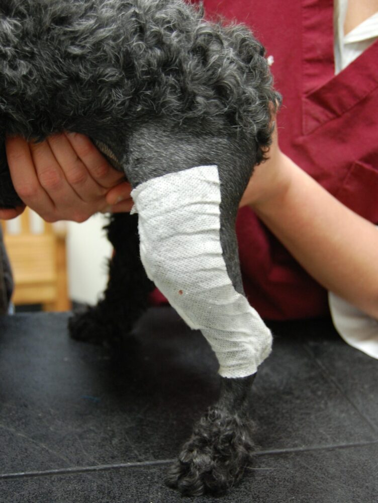 bandage on a hind leg, after being shaved and having surgery