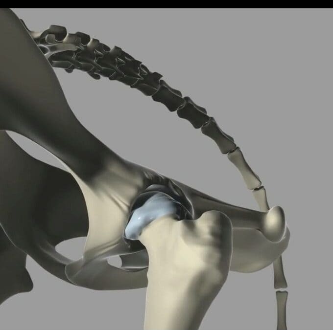 pelvis hip banner