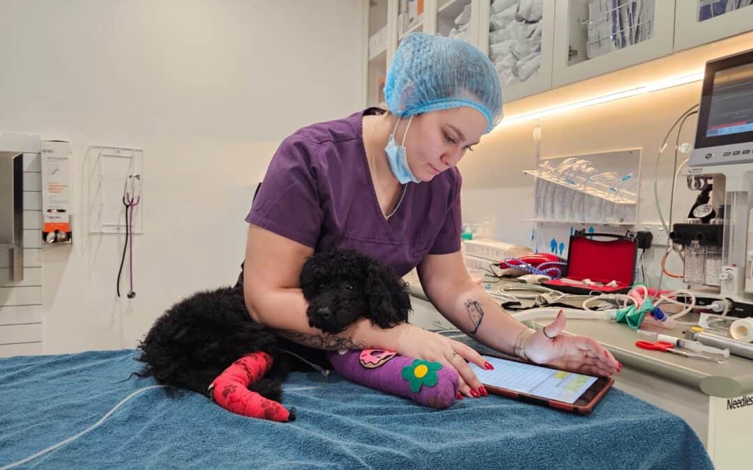 nurse using smartflow on a dog in surgery