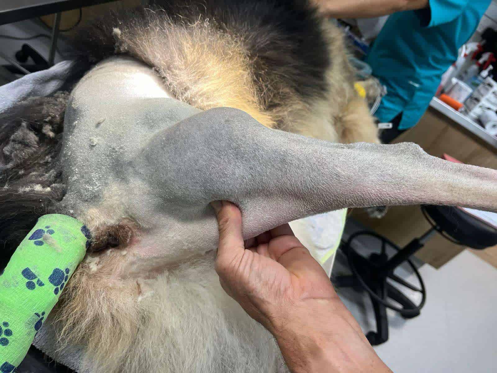 bone cancer in german shepherd leg amputated pre-op shaved leg with large lump exposed