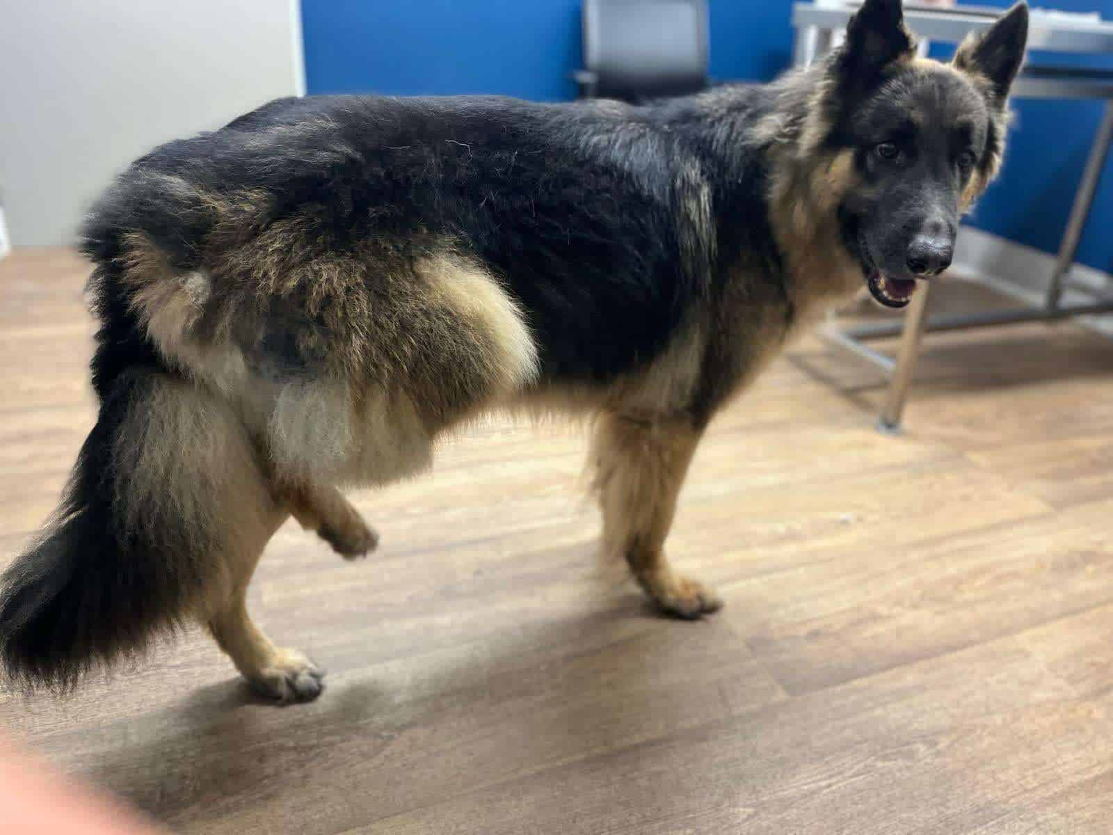 bone cancer in german shepherd leg amputated unable to bare weight on hind leg