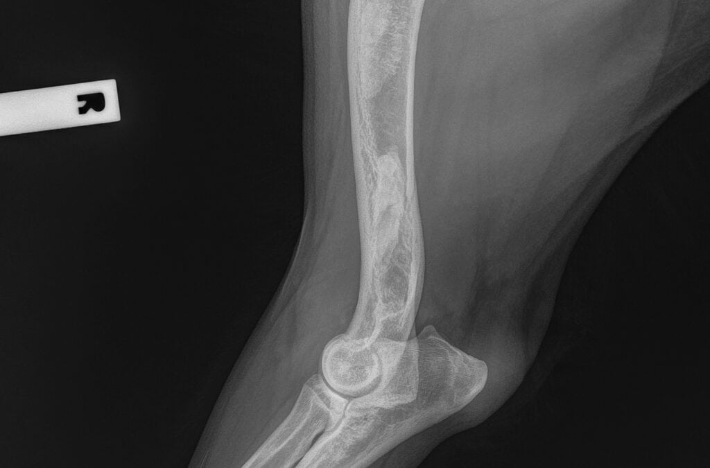 panosteitis GSD