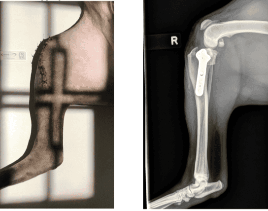 tplo postop xray