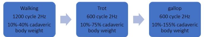 walks trots and gallop diagram