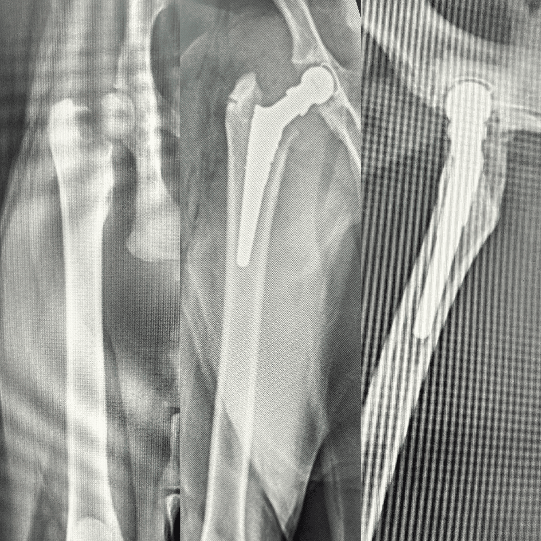 cat THR x-ray side by side