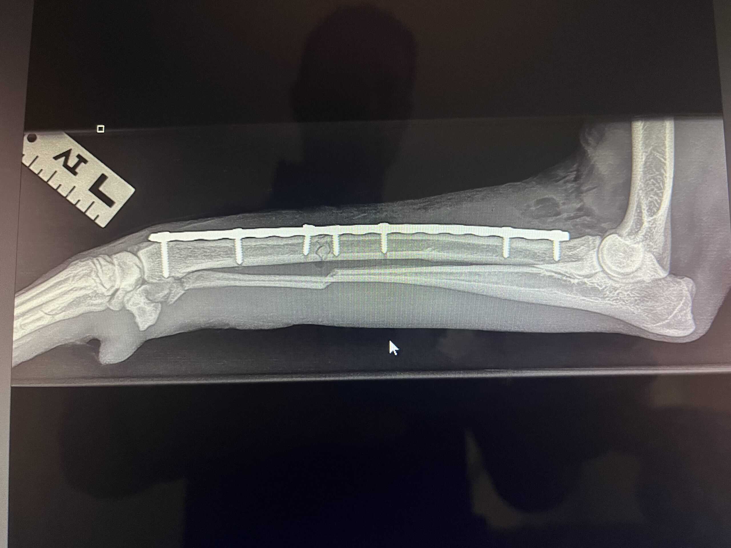 diagnostic imaging of frenchie